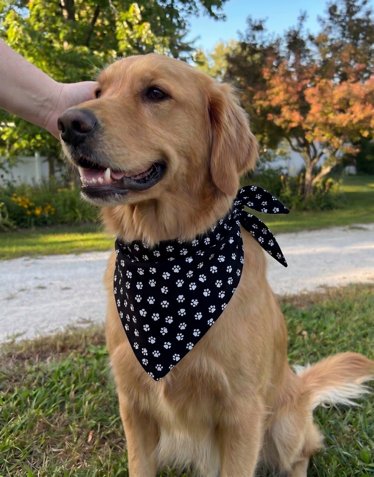 Dog Bandana Black with White Paws