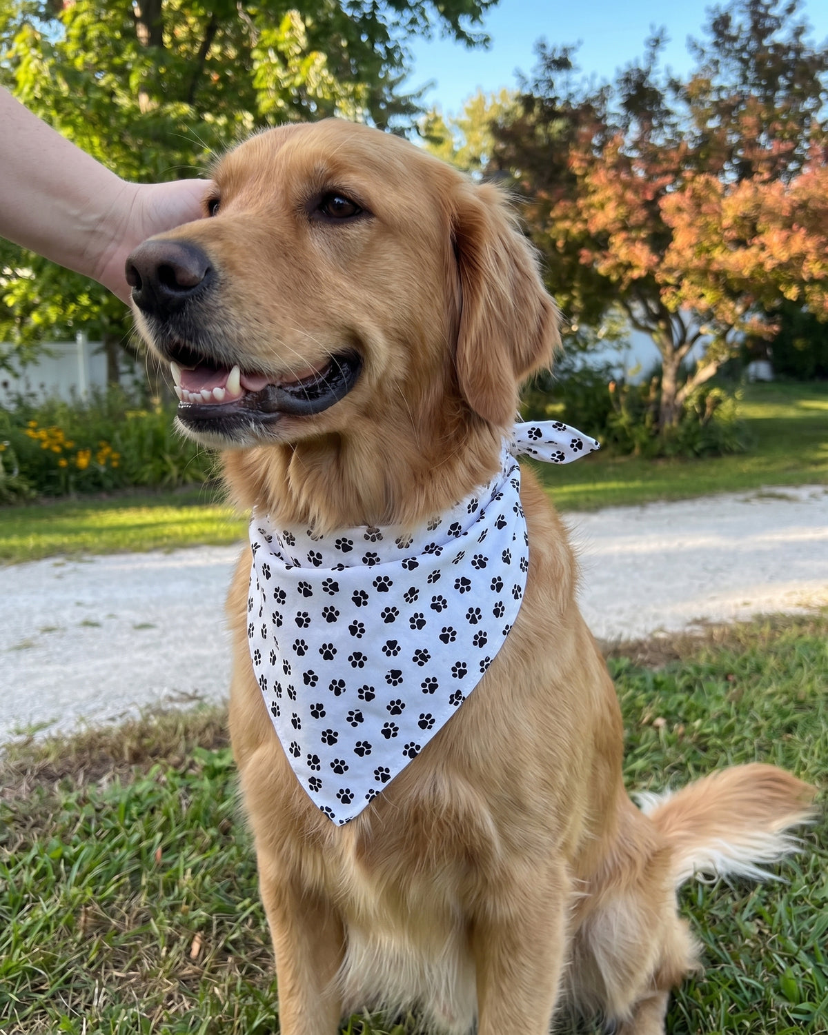 Dog Bandana White with Black Paws
